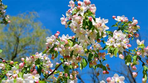 apple tree in bloom background, Apple tree in bloom. visit