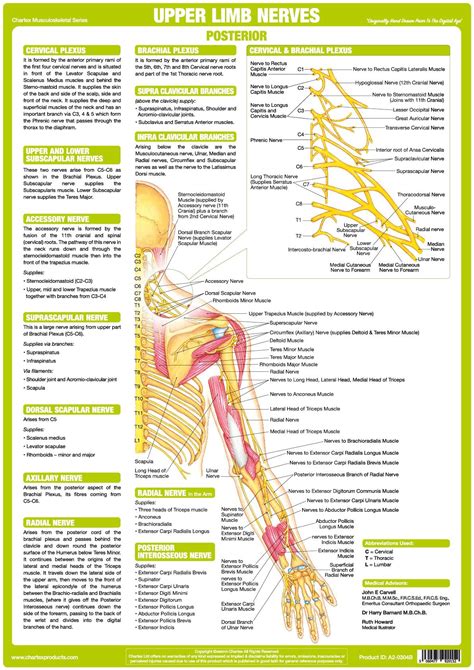 Arm Nerve Chart