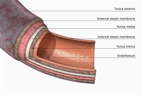 arterial wall diagram 