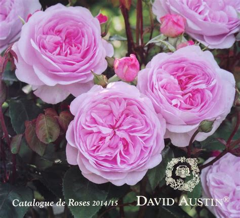 Austin Roses Catalogue