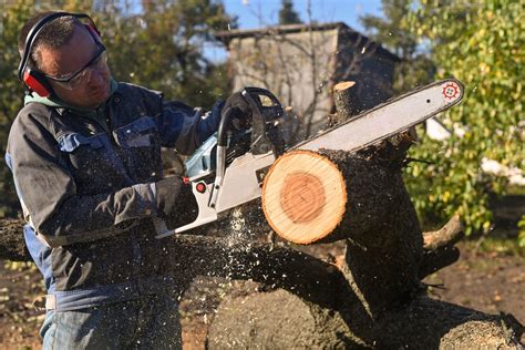 average price for cutting down 2 trees, What to expect and how to prepare for a tree removal service