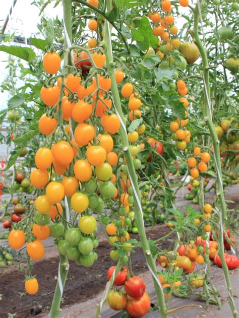 bärnsten tomat