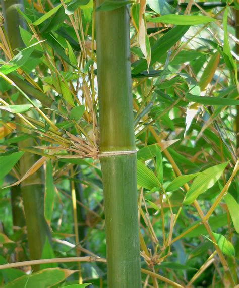 bambustav