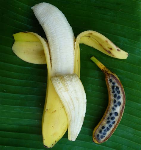 banan frö