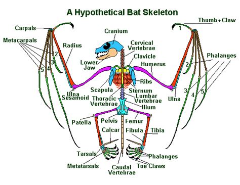 bat skeleton diagram labels 