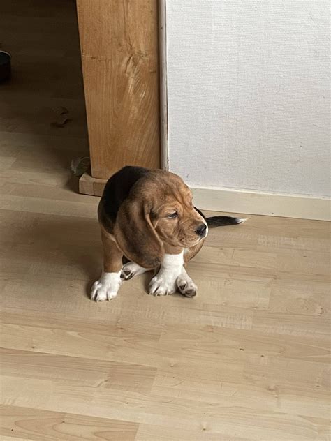 beagle valp 8 veckor