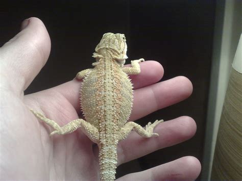 bearded dragon fire and ice