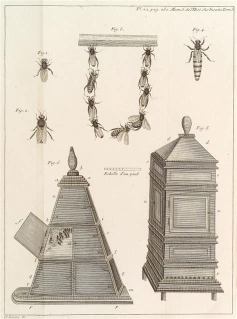 bee skep diagram 