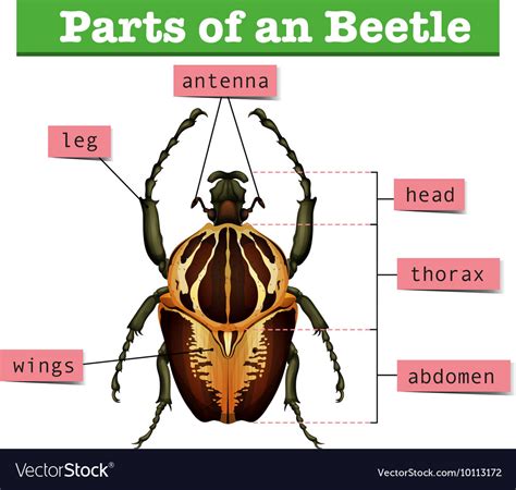 beetle body parts diagram labeled 