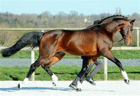 belgisk hästras