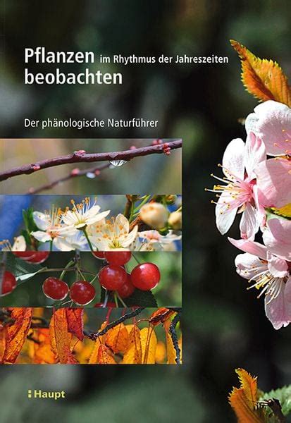 beobachten Vincent