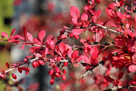 berberis buske