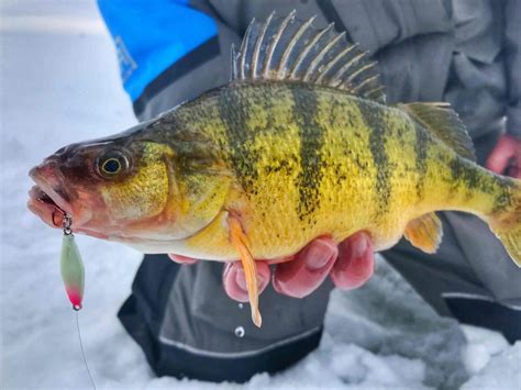 best perch ice fishing lures