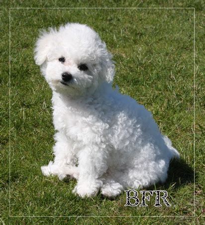 bichon frisé till salu