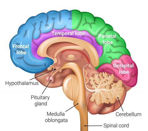 biology brain diagram 