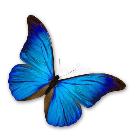 blå fjärilar