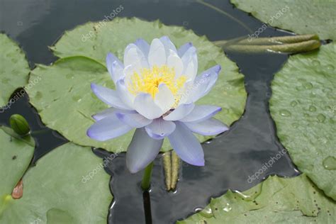 blå lotus köpa