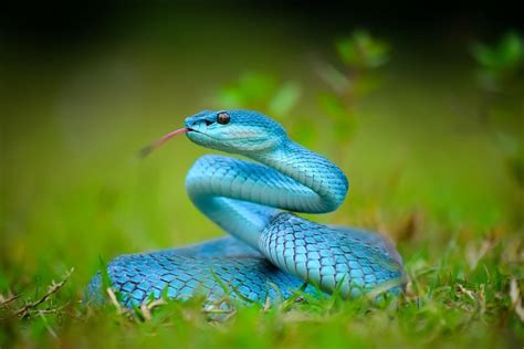 blå orm