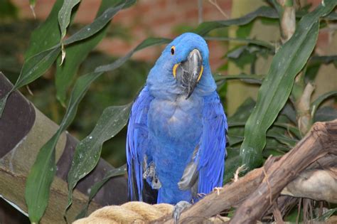 blå papegoja