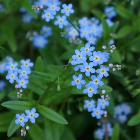 blå små blommor