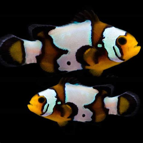 black ice clownfish