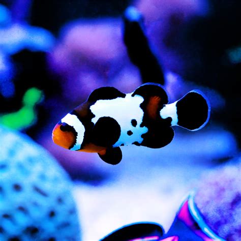 black ice snowflake clownfish