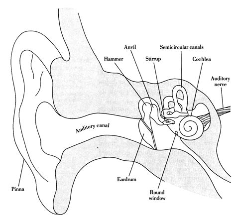 blank diagrams of inner ear 