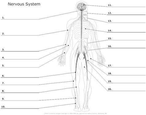 blank nervous system diagram 