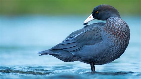 blue mud duck, American coot, aka mud duck, swimming and feeding stock photo