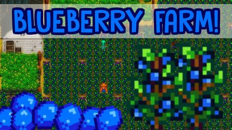 Blueberry Stardew Walkthrough