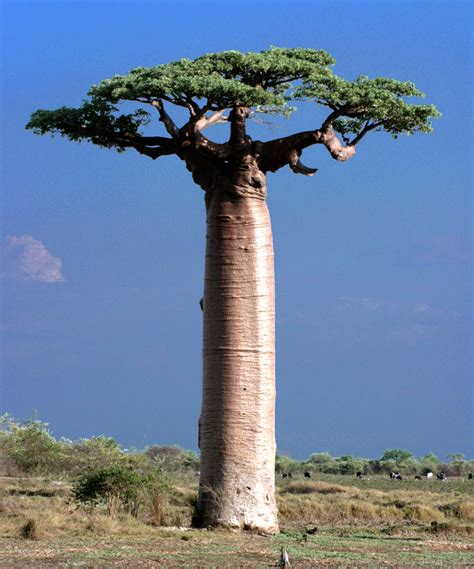 boa boa tree africa, Serravalle na áfrica do sul: africanidades. baobá: árvore símbolo das