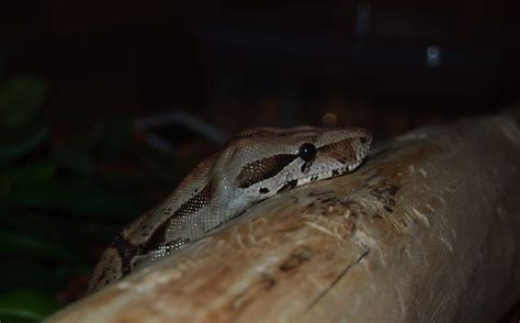 Boa Constrictor Size Chart