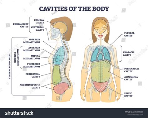 body cavities diagram labeled 