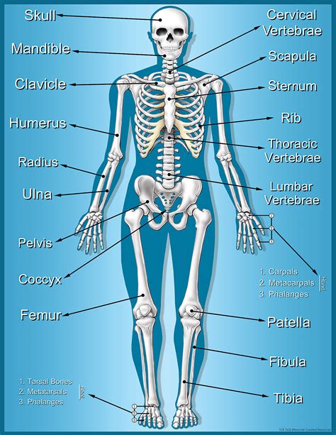 Bone Chart Of The Human Body