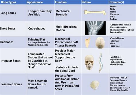 Bone Classification Chart