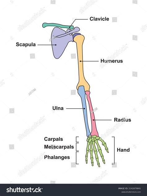 bones of the arm diagram 