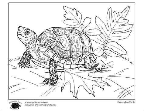 box turtle coloring page, Coloring turtle pages box printable eastern realistic animal adults outline drawing sheets print color adult clipart difficult turtles animals supercoloring. 301 moved permanently