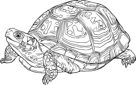 box turtle coloring pages, Cute eastern box turtle coloring page
