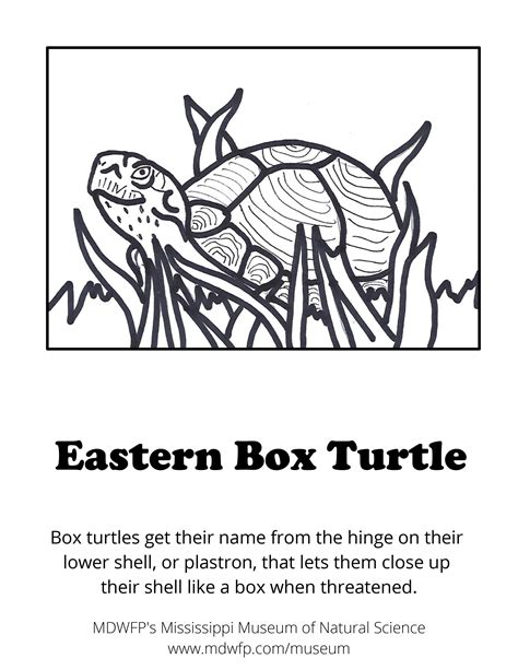 box turtle coloring sheet, Cute eastern box turtle coloring page