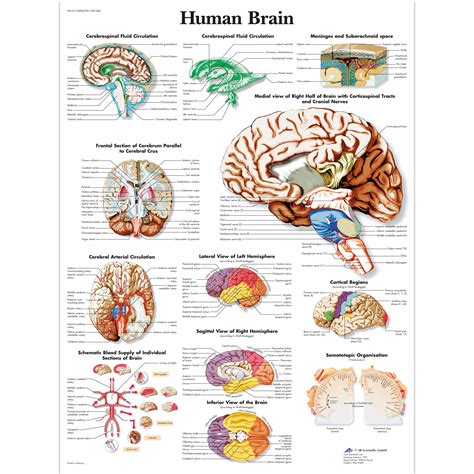 brain capacity