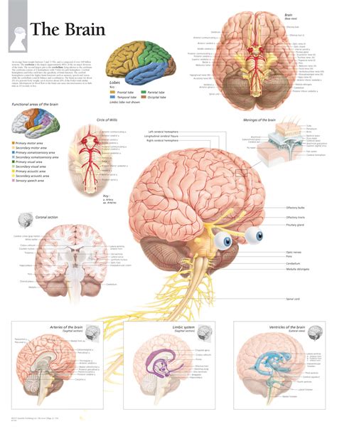 brain diagram encyclopedia 