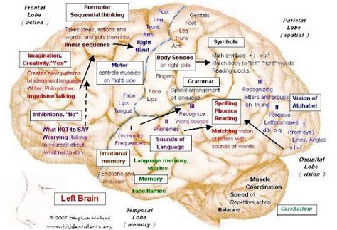 Brain Function Map Chart Best Interior Design Firms