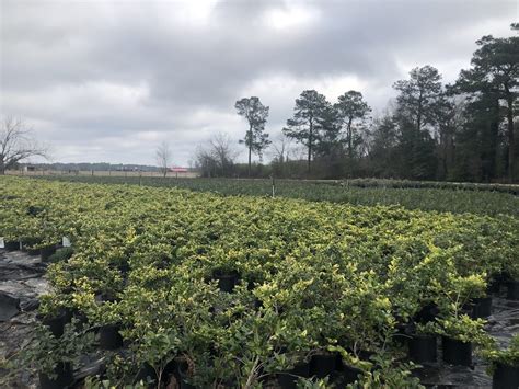 Broadwell Nursery Catalog