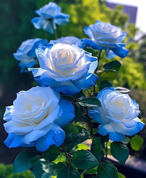 broken ice blue rose