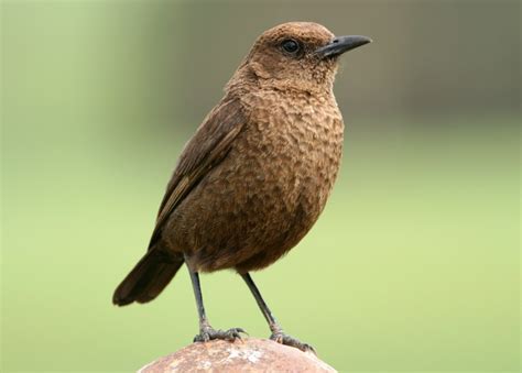 brun fågel