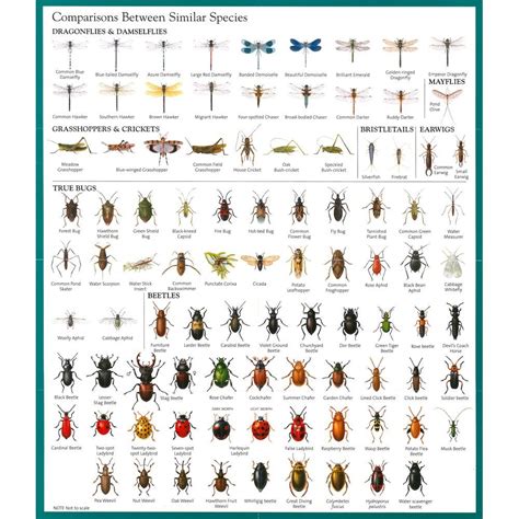 Bug Identifier Chart