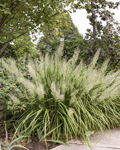 calamagrostis brachytricha