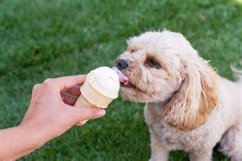 can dogs eat butter pecan ice cream