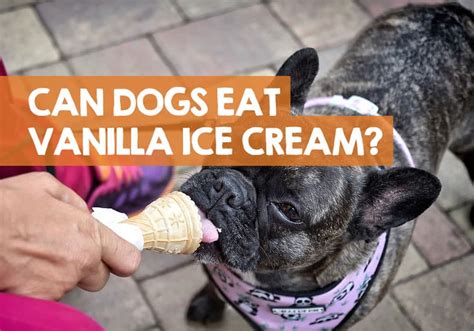 can dogs eat vanilla bean ice cream