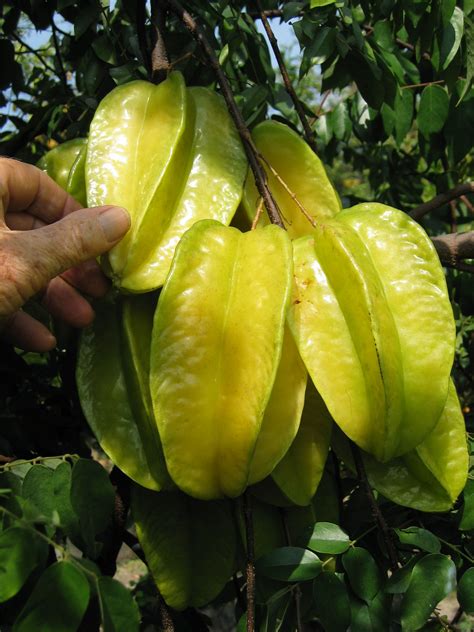 carambola 777